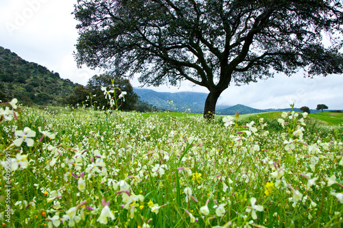 Dehesa en primavera, Parque Natural Sierra de Andújar, Jaen, Andalucía, España