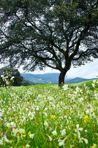 Fototapeta Naklejka Na Ścianę i Meble -  Dehesa en primavera, Parque Natural Sierra de Andújar, Jaen, Andalucía, España