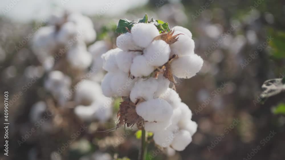 A branch of ripe cotton on a cotton field A branch of ripe cotton on a cotton field