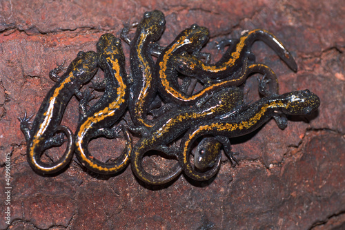 Group of juvenile long-toed salamanders, ambystoma macrodactylum photo