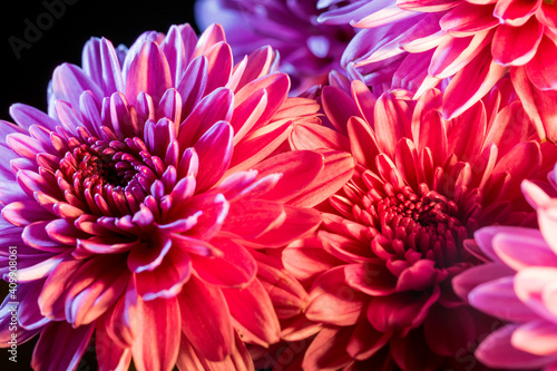 A close-up shot of a dahlia in full bloom