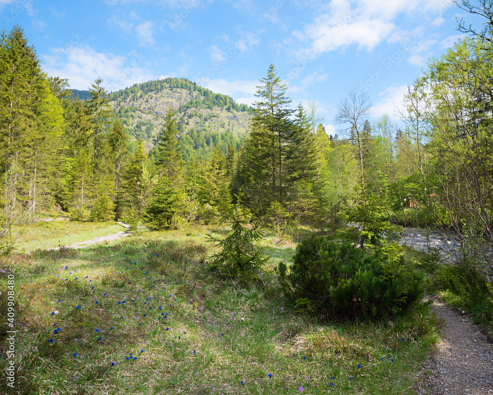 Weissach river floodplain Kreuth at springtime, lots of blooming gentian, bavarian alps Weissach river floodplain Kreuth at springtime, lots of blooming gentian, bavarian alps