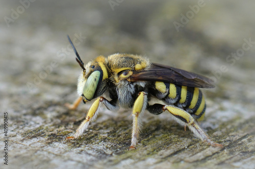 Selective focus shot of Anthidium diadema photo