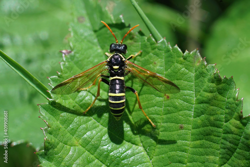 One of the many harmless sawflies, Tenthredo scrophulariae, mimi photo