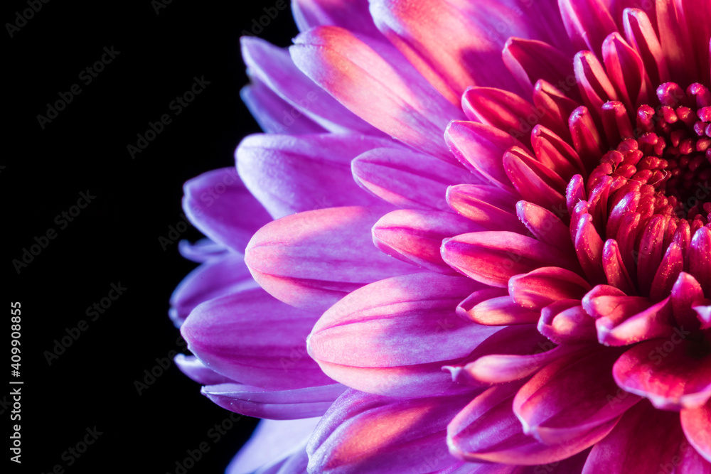A close-up shot of a dahlia in full bloom A close-up shot of a dahlia in full bloom