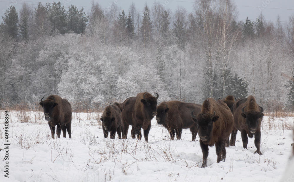 European bison in the wild in winter. Wild animals in winter nature. European bison in the wild in winter. Wild animals in winter nature.