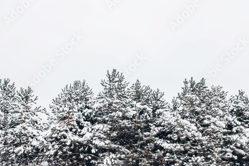 Winter trees - christmas tree in snow, winter nature Śnieg na choinkach, zimowa natura