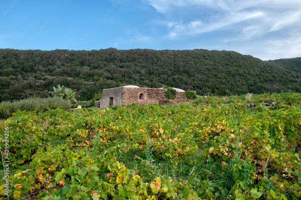 Pantelleria, Trapani province, Sicily, Italy, Europe, Coste di Ghirlanda winery in Piana di Ghirlanda, Dammuso typical house of the island