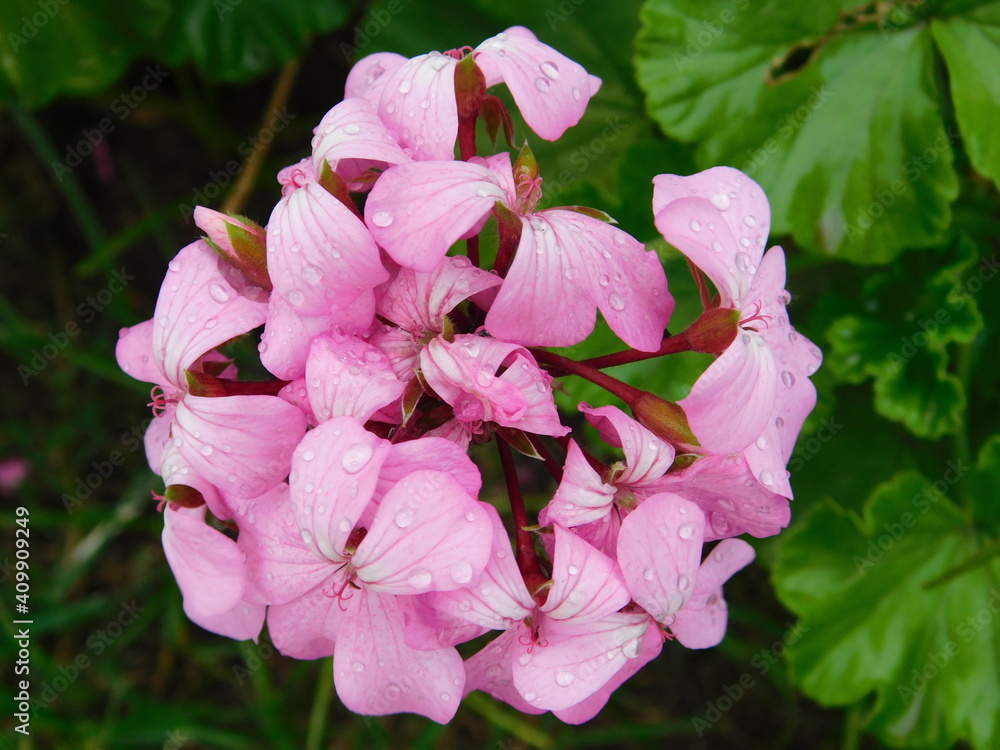 Fototapeta premium Pink Flower
