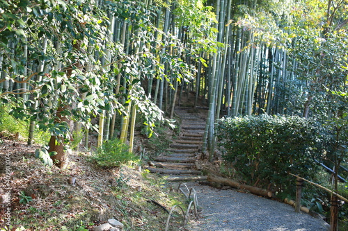 kyoto trails in the forest