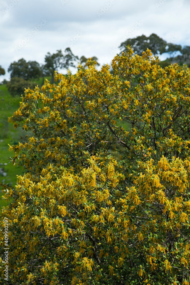 Encina, Parque Natural Sierra de Andújar, Jaen, Andalucía, España