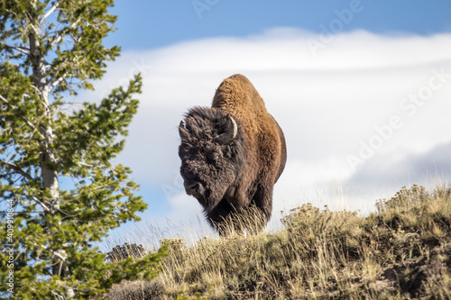 bison in park national park