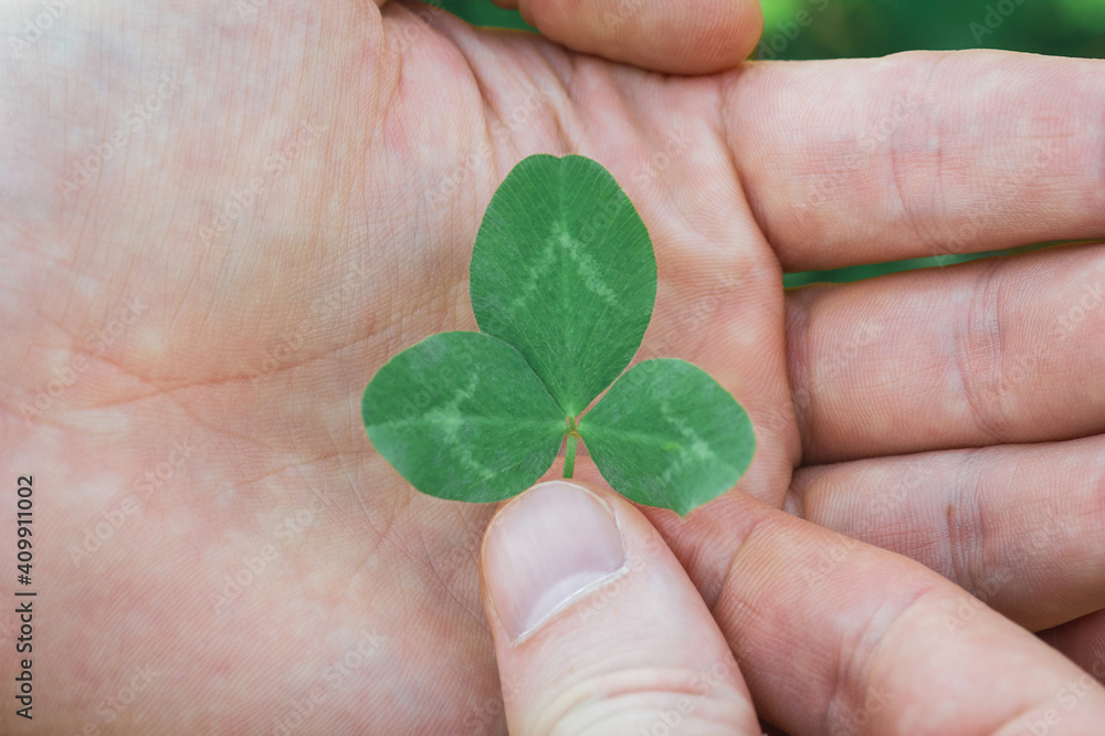 Green clover leaf in hand. Man holding leaves in fingers, selective focus Green clover leaf in hand. Man holding leaves in fingers, selective focus