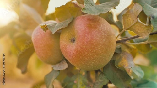 Apples on branch at the sunset photo