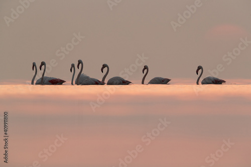 Greater Flamingos and dramatic hue during sunrise at Asker coast, Bahrain
