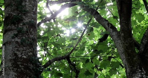 Sunlight Through Leaves on Trees (ID: 409911865)