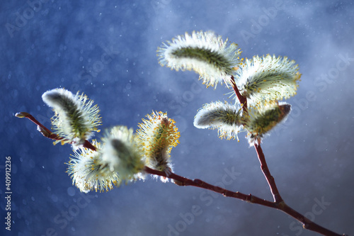 Willow branches with catkin on blurred blue background. Soft bokeh focus.