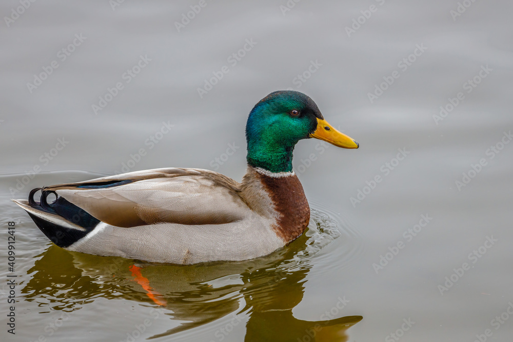 Drake Mallard (Anas platyrhynchos) duck swimming on water during winter. Selective focus, background blur and foreground blur.
Drake Mallard (Anas platyrhynchos) duck swimming on water during winter. Selective focus, background blur and foreground blur.