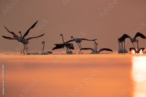 Greater Flamingos takoff at Tubli bay during sunrise, Bahrain © Dr Ajay Kumar Singh