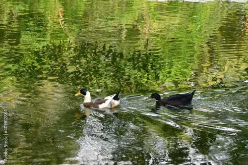 Two ducks swimming peacefully in a pond of Botanical Garden of Medellin.