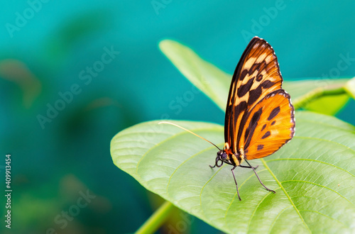Ithomiine butterfly (Melinaea satevis genus) on a green leaf and a turquoise background in Mindo, Ecuador.