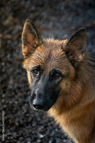 Deutscher Schäferhund or alsace wolf, also known as a German shepherd on a rainy day, with an orange yellow color and darker black tones. Stare and engaging.