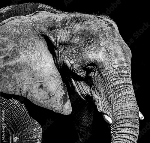 african elephant close up