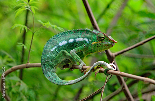 Pantherchamäleon auf einem Ast