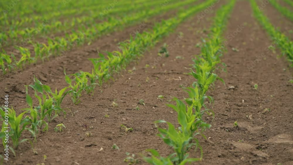 Corn sprouts in field Corn sprouts in field
