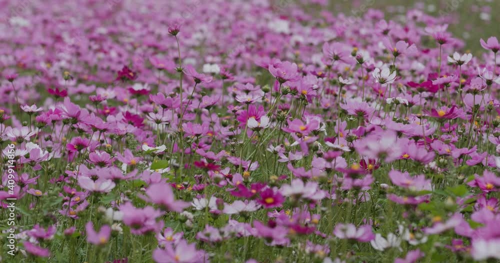 Pink and purple cosmos flower in garden Pink and purple cosmos flower in garden
