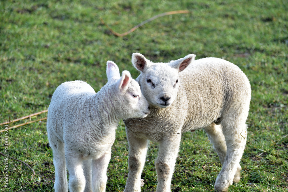 Close up of a pair of cute young lambs in the winter sunshine Close up of a pair of cute young lambs in the winter sunshine