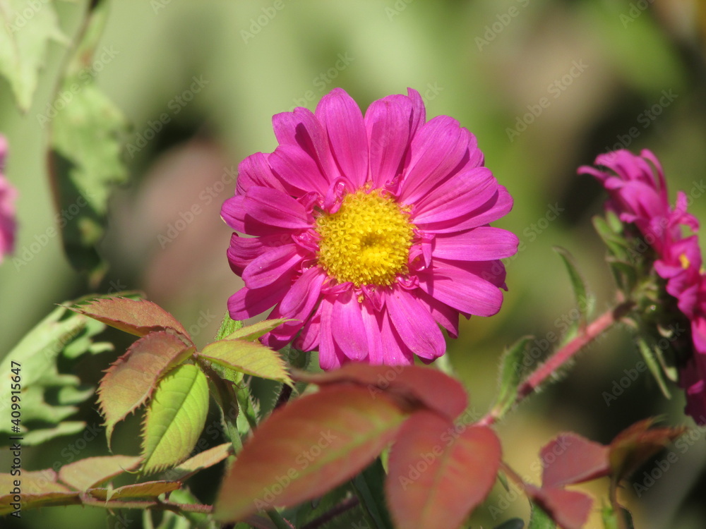 Obraz premium pink flower