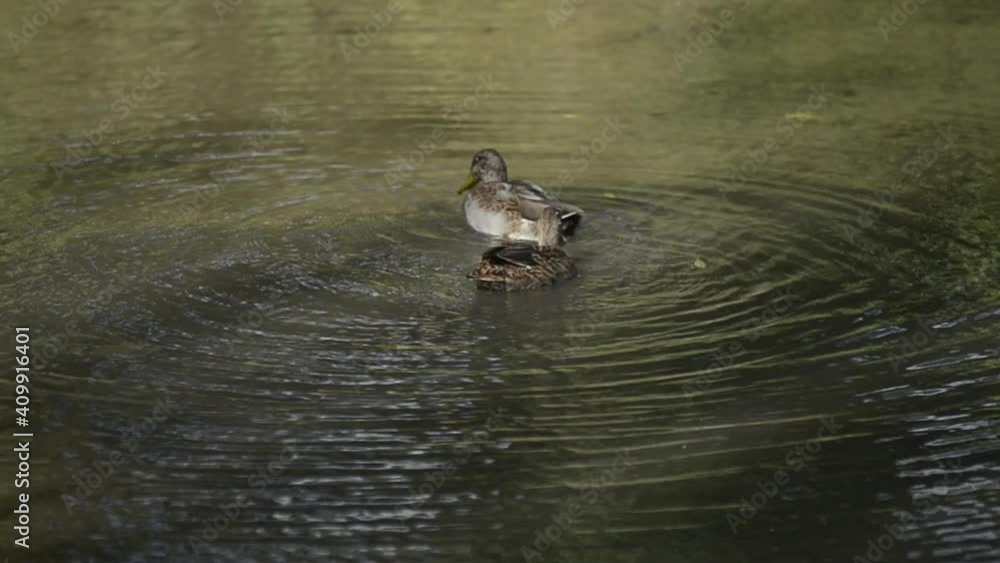 Canard sur le lac Canard sur le lac