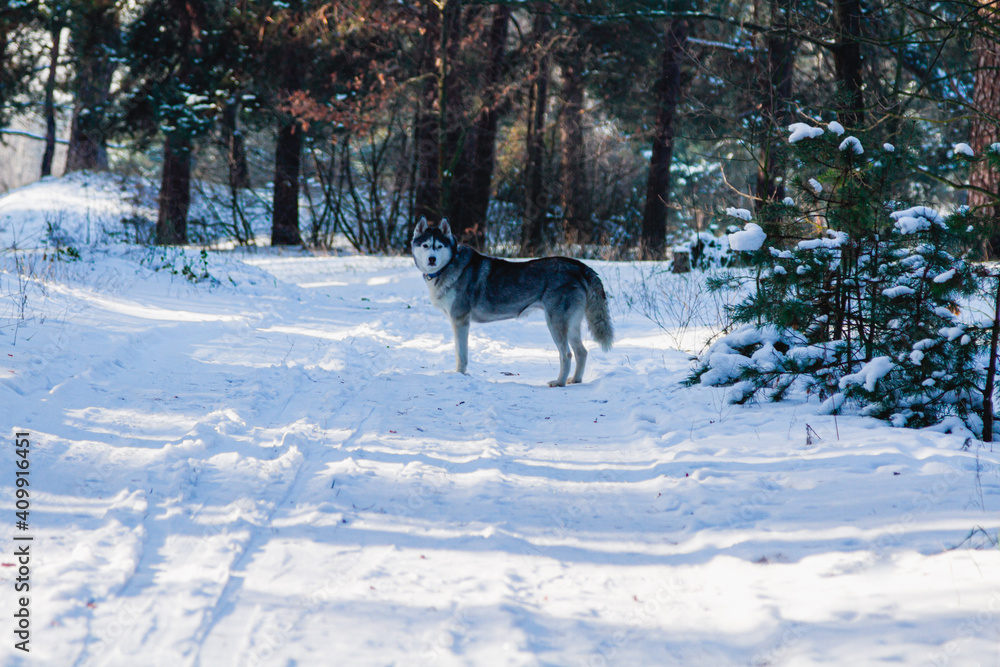 Happy and funny beige and white Siberian husky dog runs along a snowy path in a winter forest. husky is having fun in the forest. Happy and funny beige and white Siberian husky dog runs along a snowy path in a winter forest. husky is having fun in the forest.