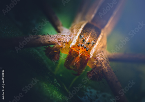 Closeup of a Nursery Web Spider