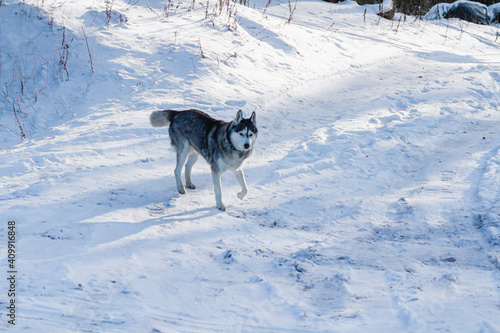 Happy and funny beige and white Siberian husky dog runs along a snowy path in a winter forest. husky is having fun in the forest.