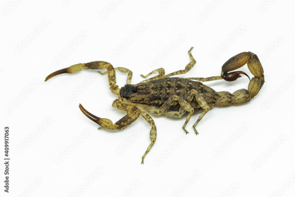 Chinese Swimming Scorpion is considered the most widespread and common scorpion species across Southeast Asia Chinese Swimming Scorpion is considered the most widespread and common scorpion species across Southeast Asia