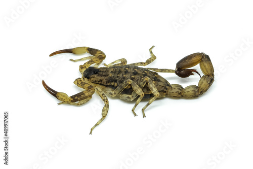 Chinese Swimming Scorpion is considered the most widespread and common scorpion species across Southeast Asia