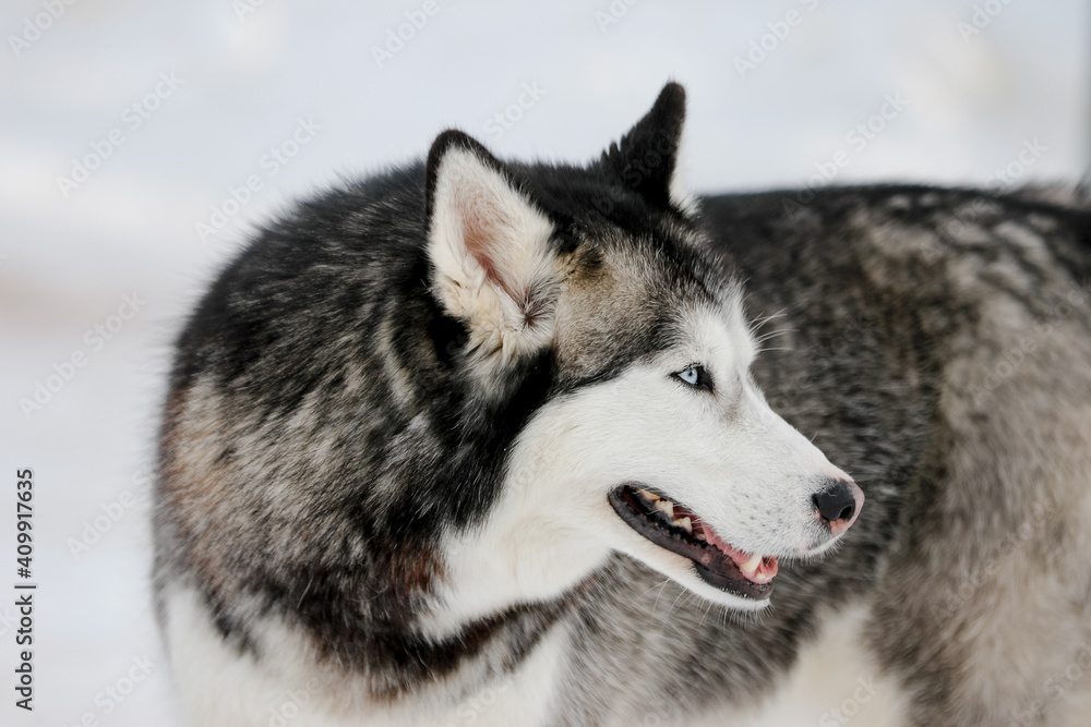 Husky dog close up photo with epic deep eyes in winter and snow