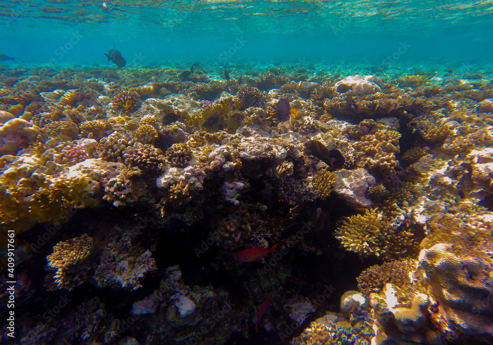 Fototapeta premium incredibly beautiful combinations of colors and shapes of living coral reef and fish in the Red Sea in Egypt, Sharm El Sheikh 