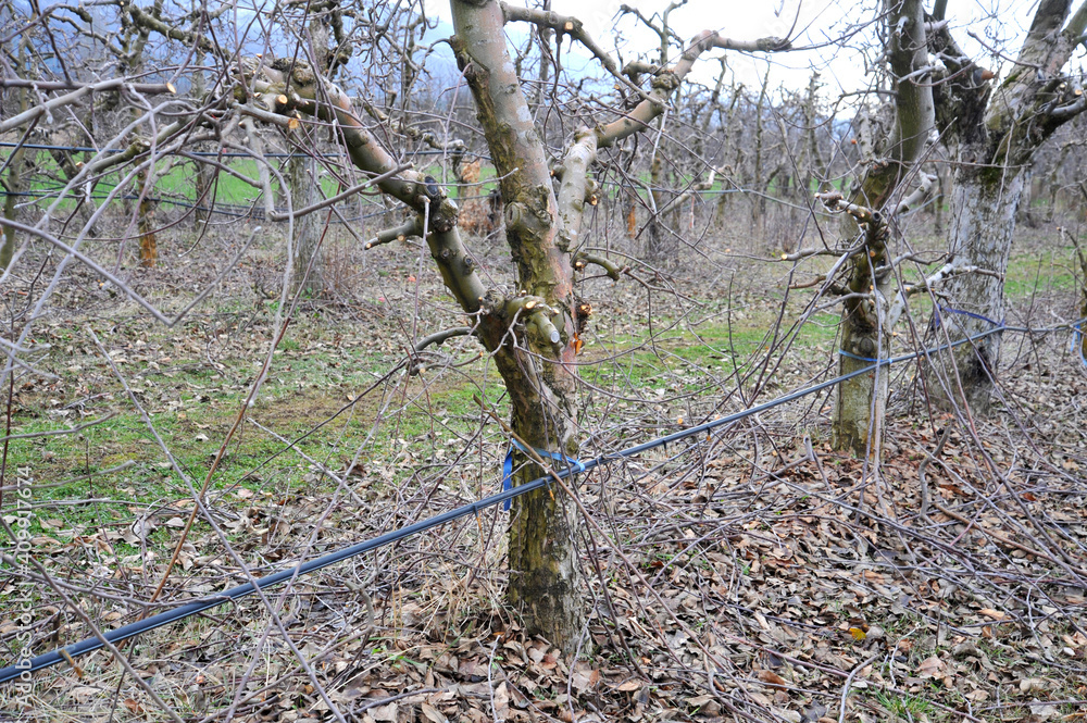 Fototapeta premium pruned apple orchard in winter,shallow dof