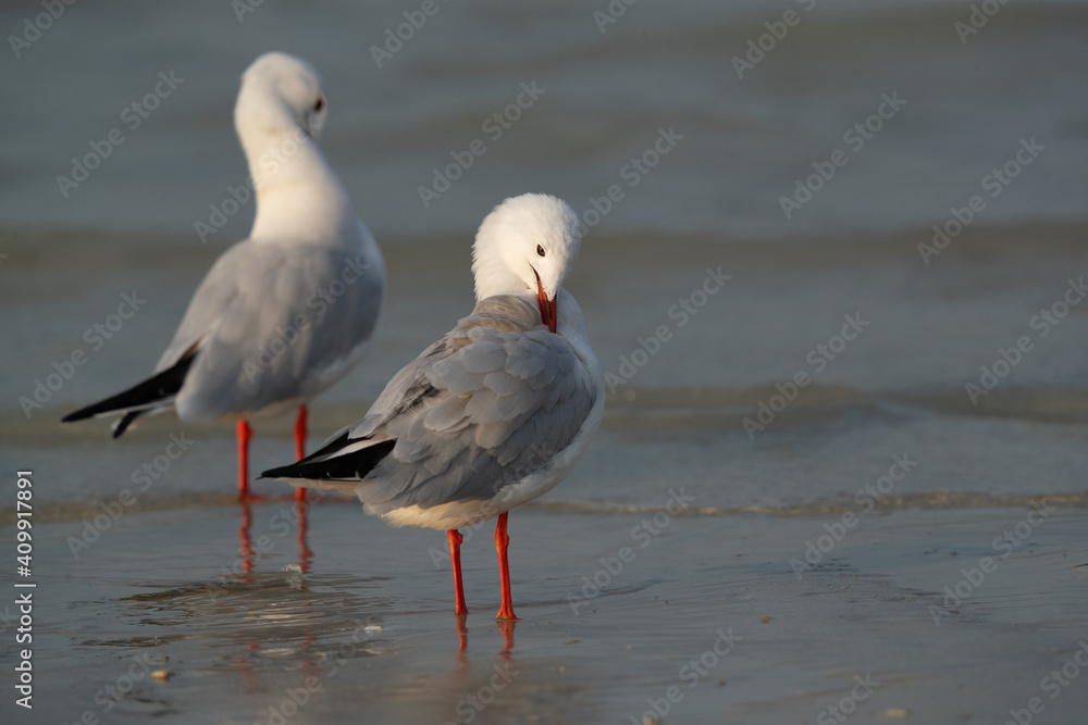 Slender-billed gulls preening at Busaiteen coast of Bahrain Slender-billed gulls preening at Busaiteen coast of Bahrain