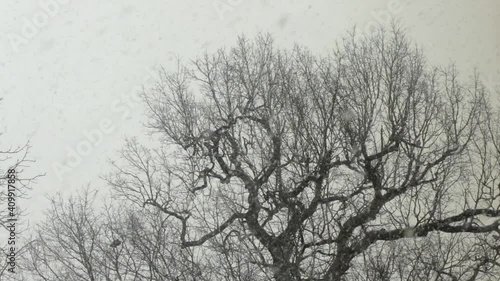 Wallpaper Mural Heavy snow fall on tree with no leaves with pigeons on. Wide Shot. Day time UK Borehamwood Elstree North London Torontodigital.ca