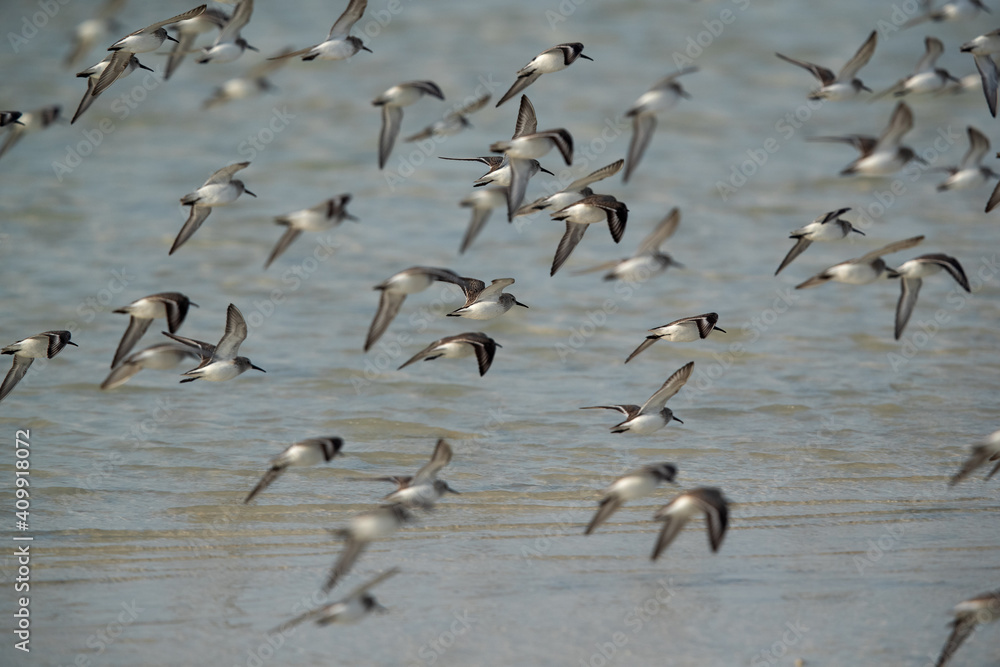 Flock of Dunlins and little stints flying at Tubli bay, Bahrain Flock of Dunlins and little stints flying at Tubli bay, Bahrain