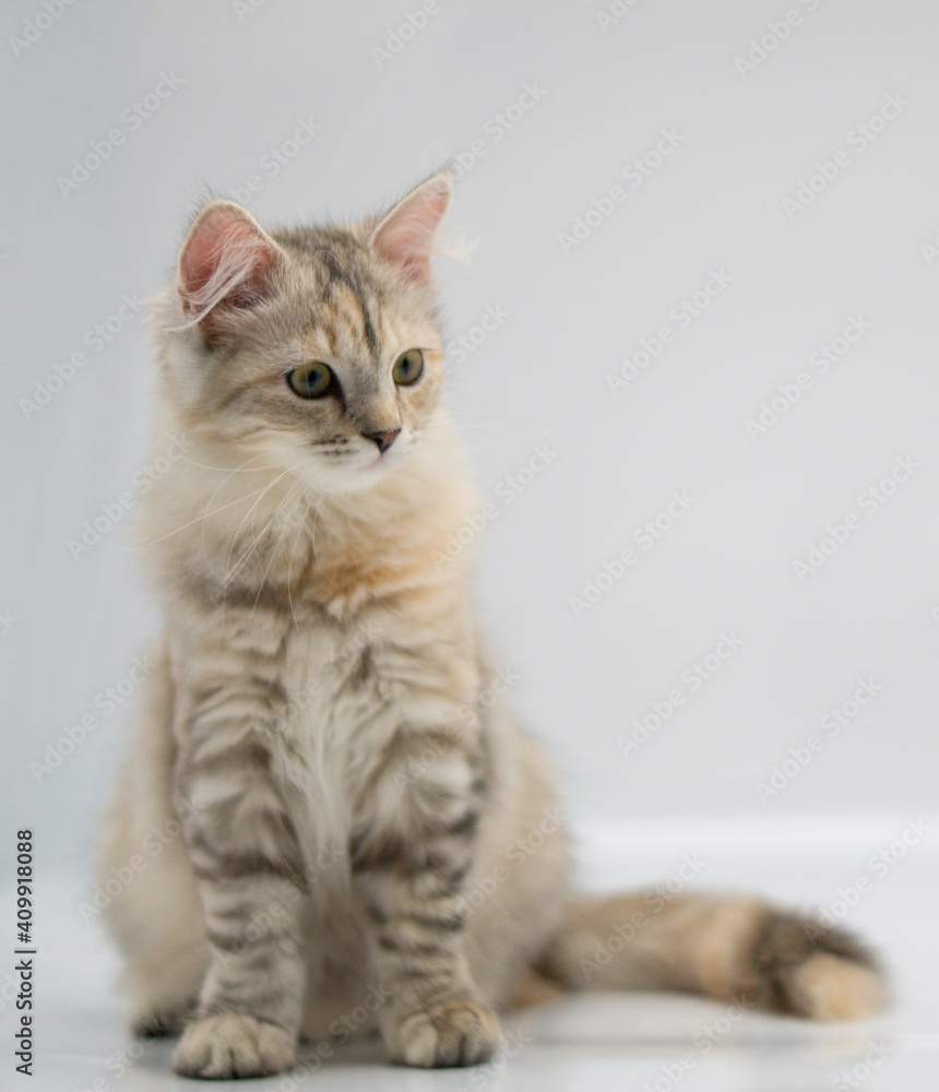 Siberian cat on white backgrounds