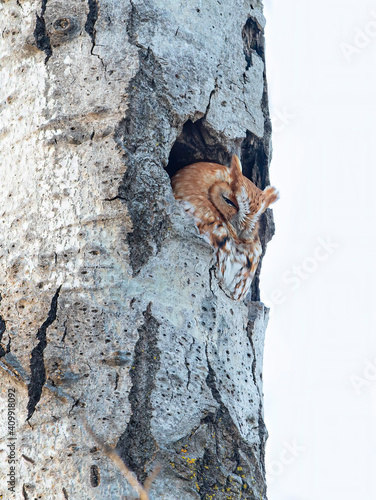 Red-morph Eastern screech owl calling from his nest in tree at the blue hour in Canada