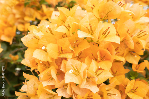 yellow Bougainvillea flower on tree as background