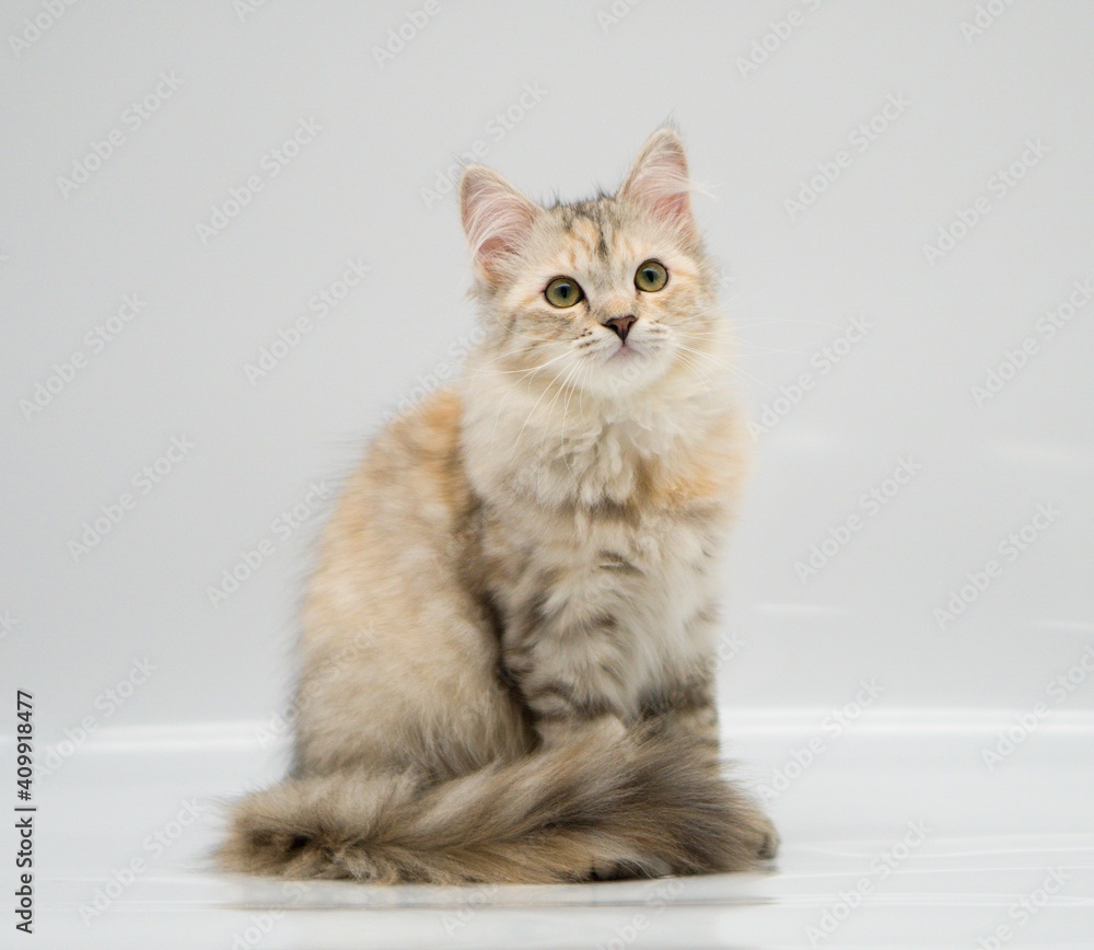 Siberian cat on white backgrounds