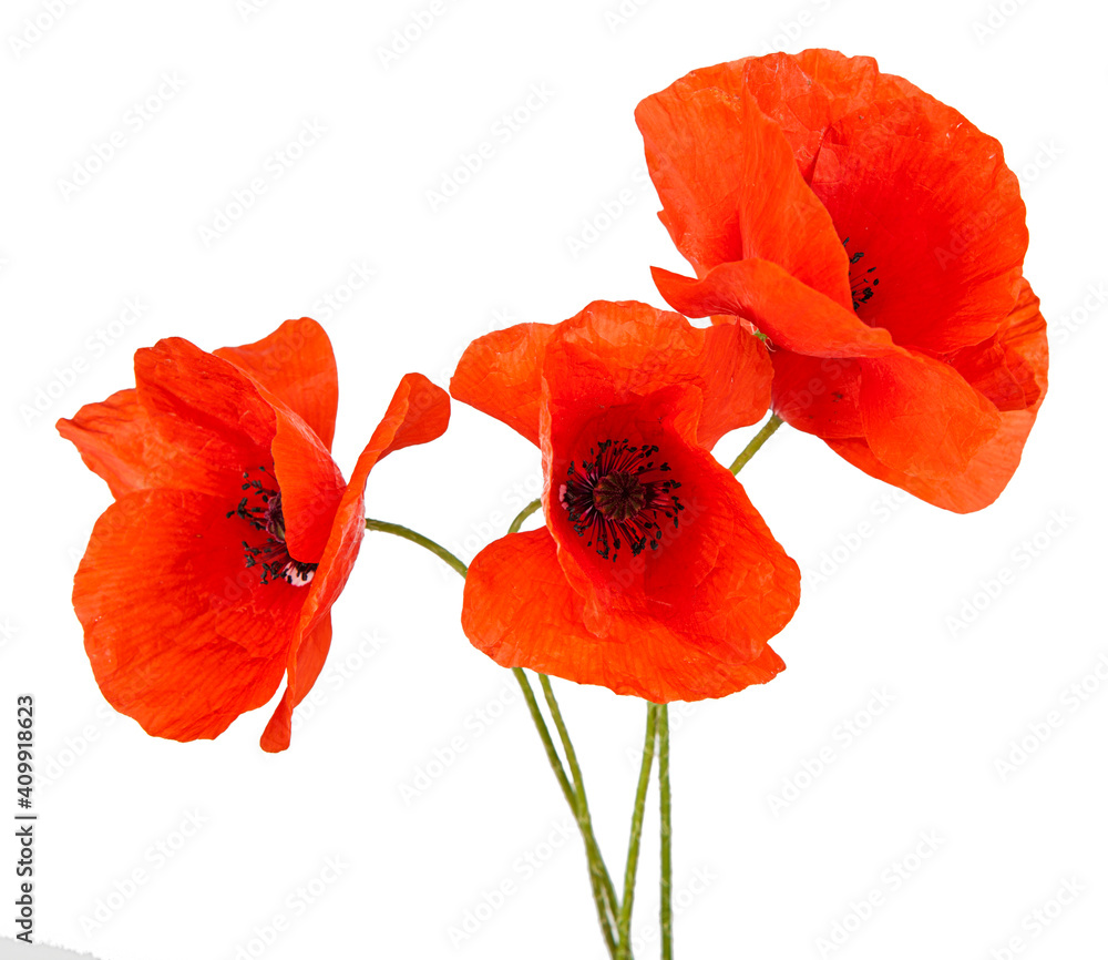 Red poppy flower isolated on a white background. View of another flower in the portoflio. - obrazy, fototapety, plakaty 