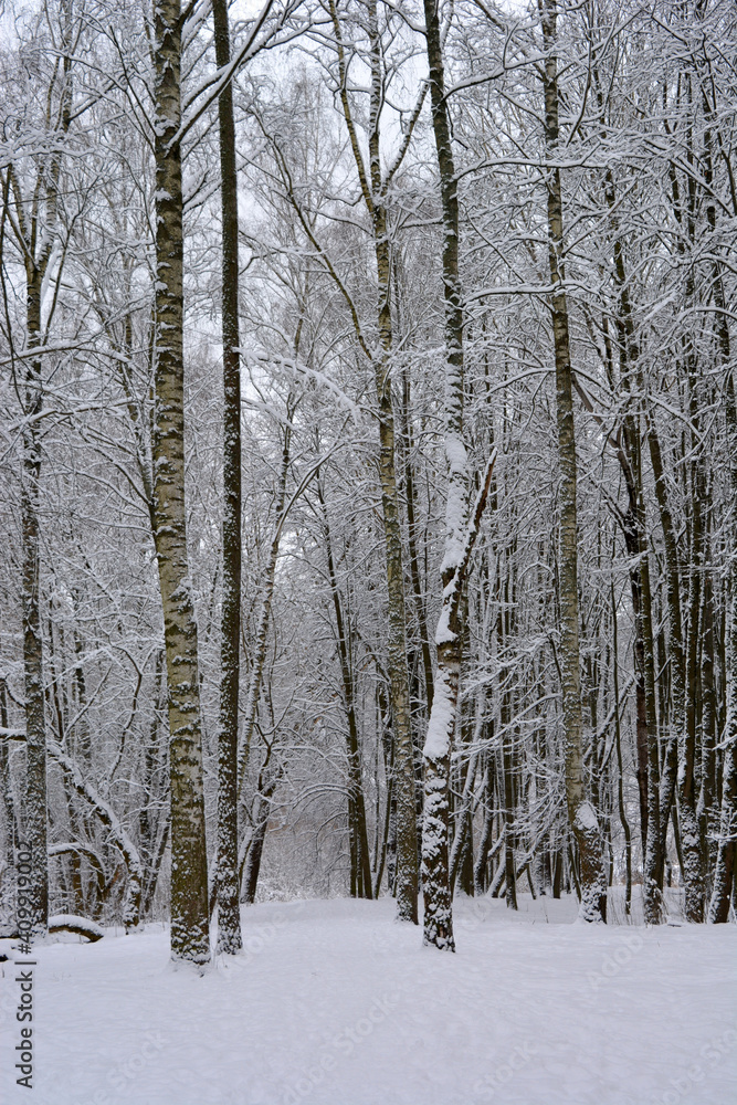 Fototapeta premium forest in winter. beautiful vertical landscape. wild nature